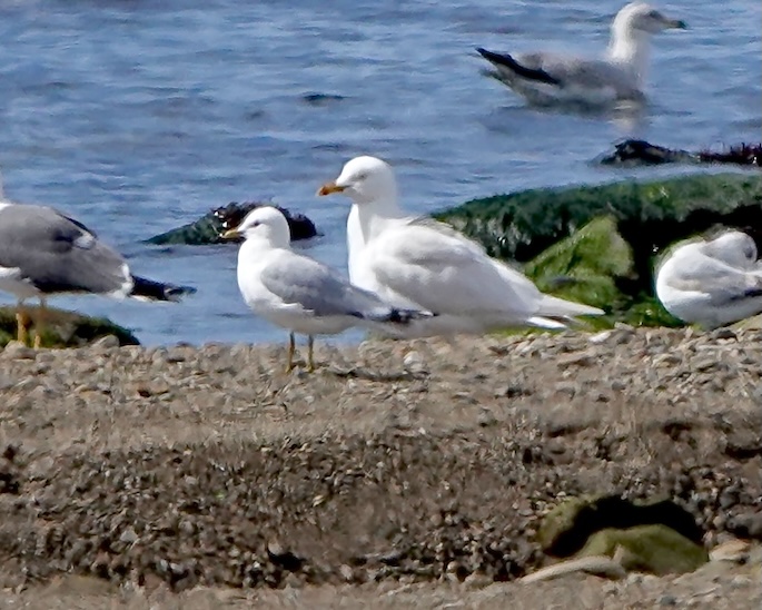 Iceland gull